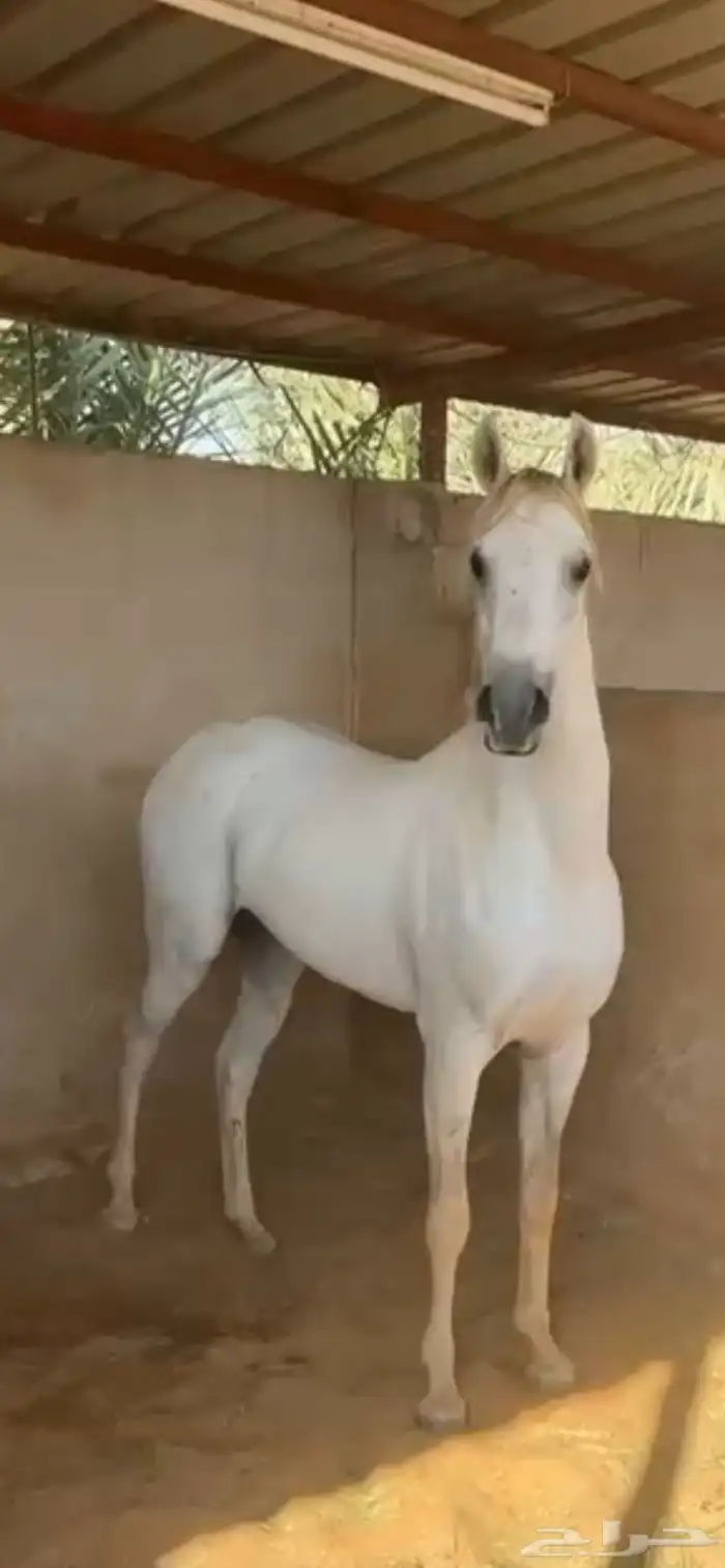 حصان واهو جمال فاخر 2