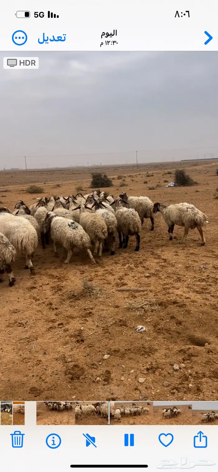 للبيع غنم نعيم مواليد 7