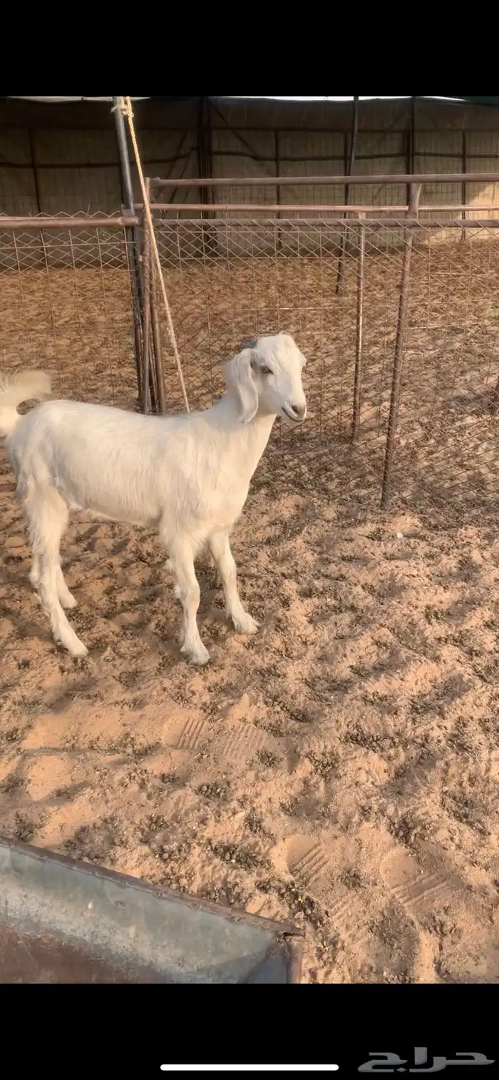 البيع جفرات 1