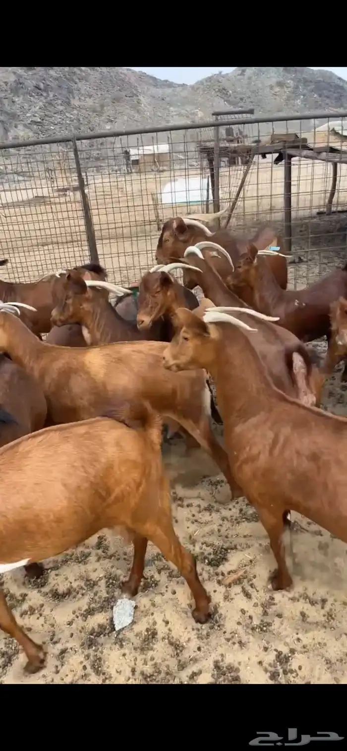 محايليات صنف 3