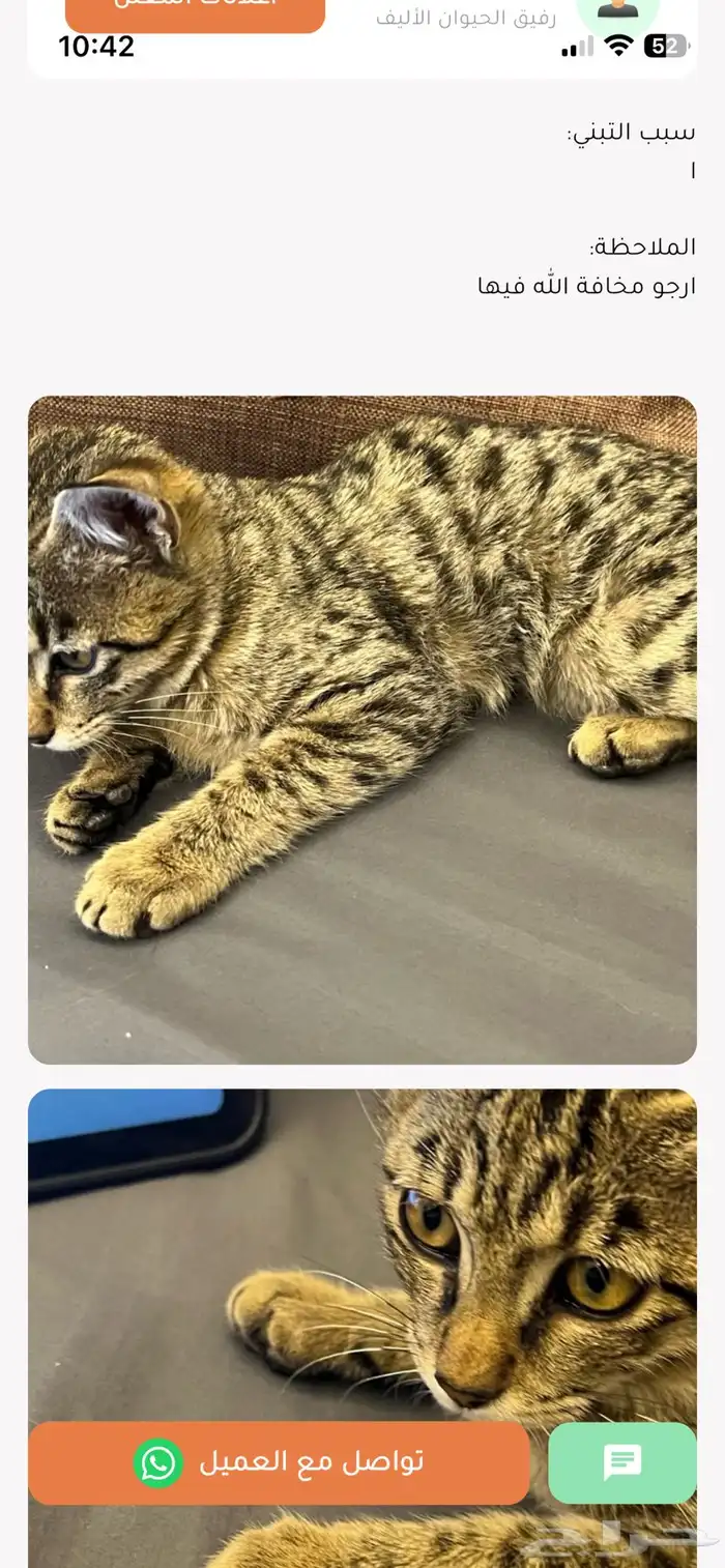 قطه للتبني 1