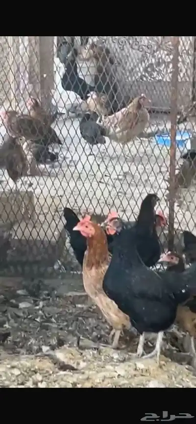 يوجد دجاج مفرخ ودجاج بياض حضان بلدي index
