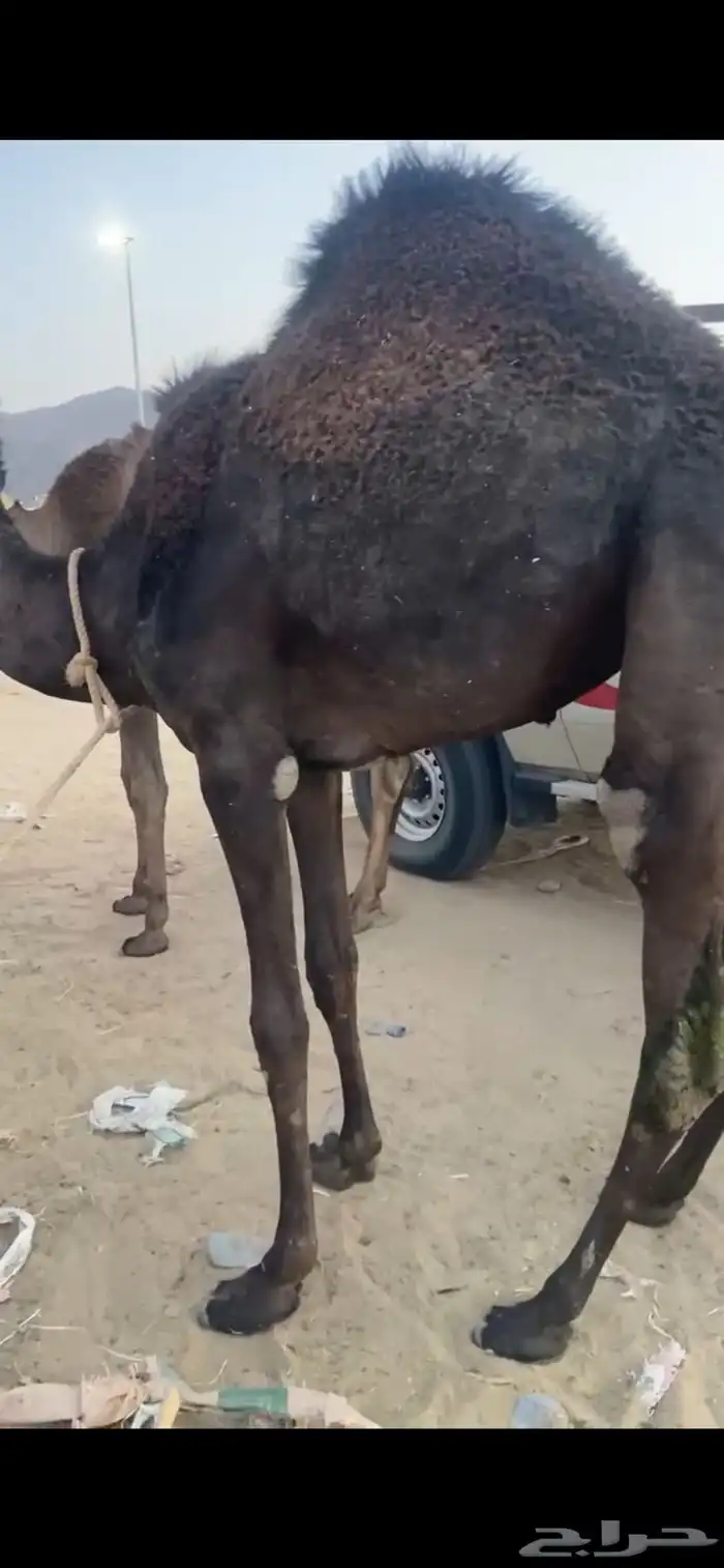 قعدان للبيع 4