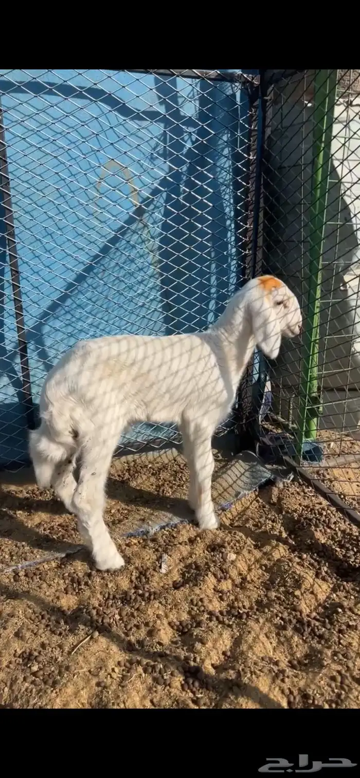 طلي داغور ويصلح فحل 2