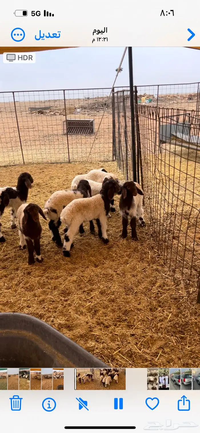 للبيع غنم نعيم مواليد 10