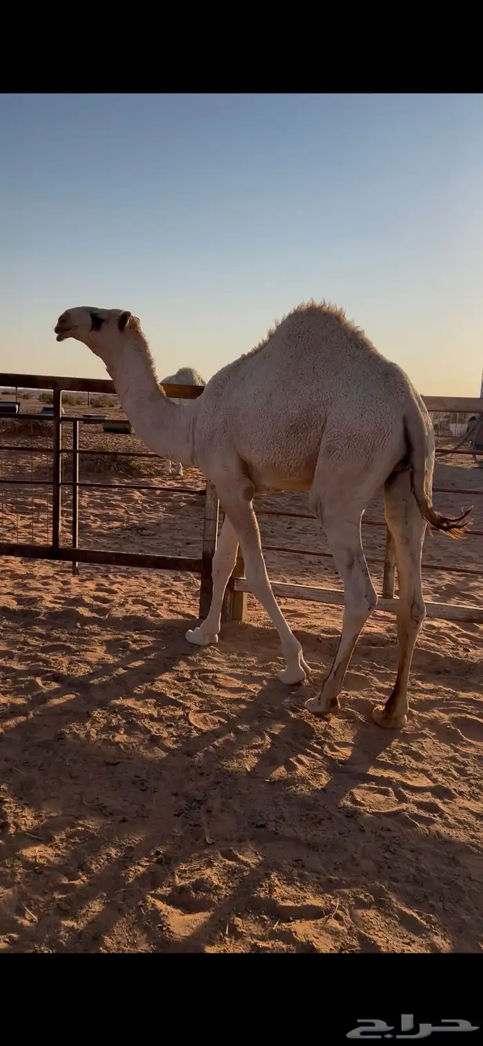 قعود للبيع 7