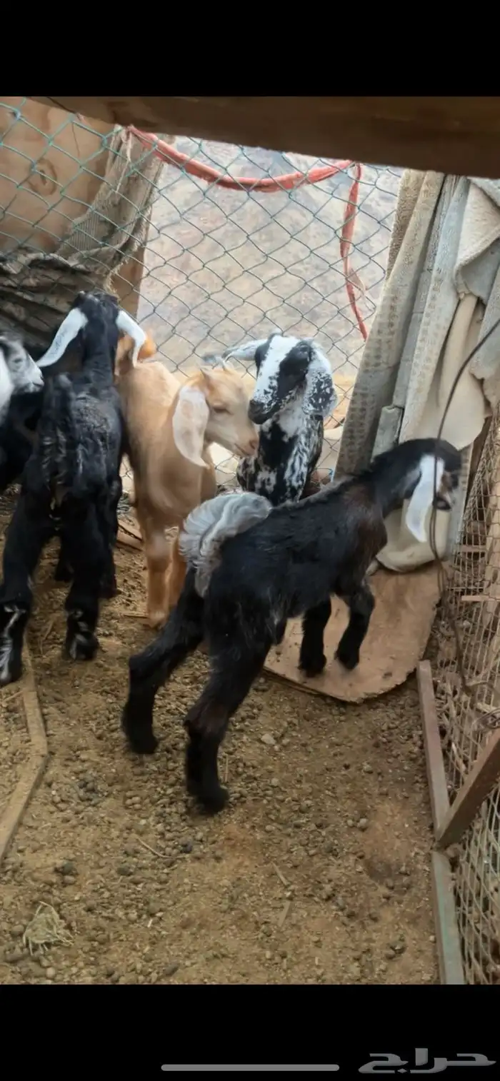 تيوس للبيع 1