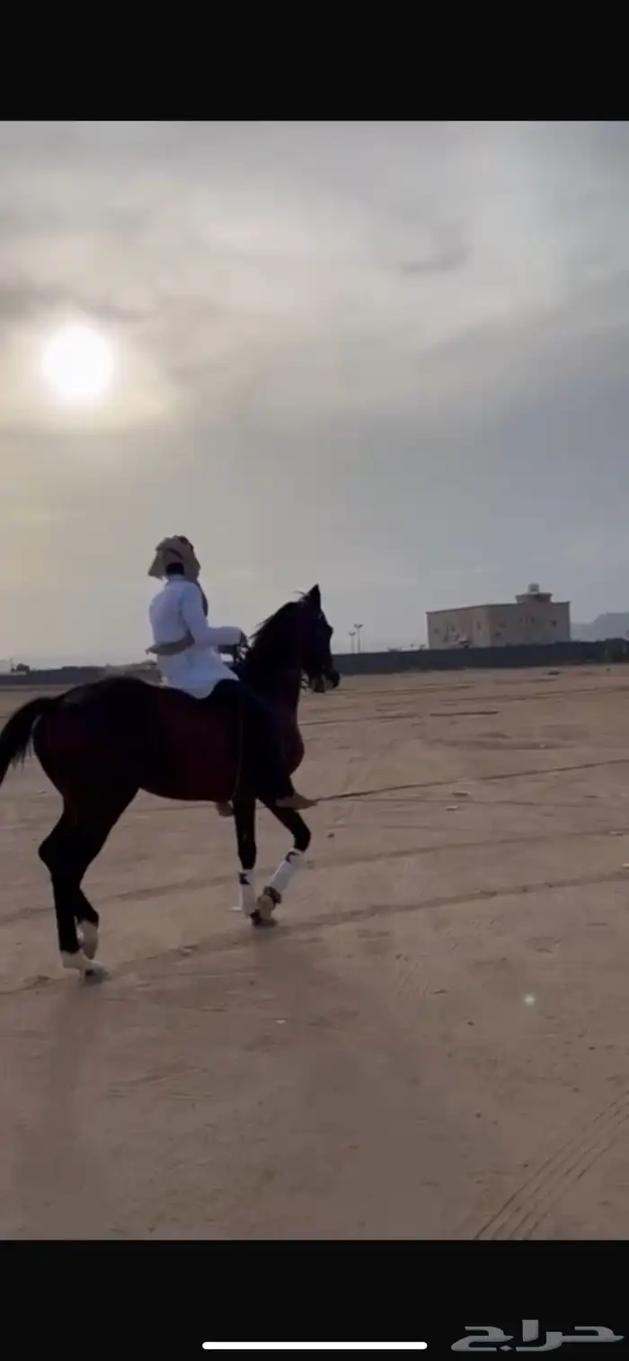 حصان للبيع 0