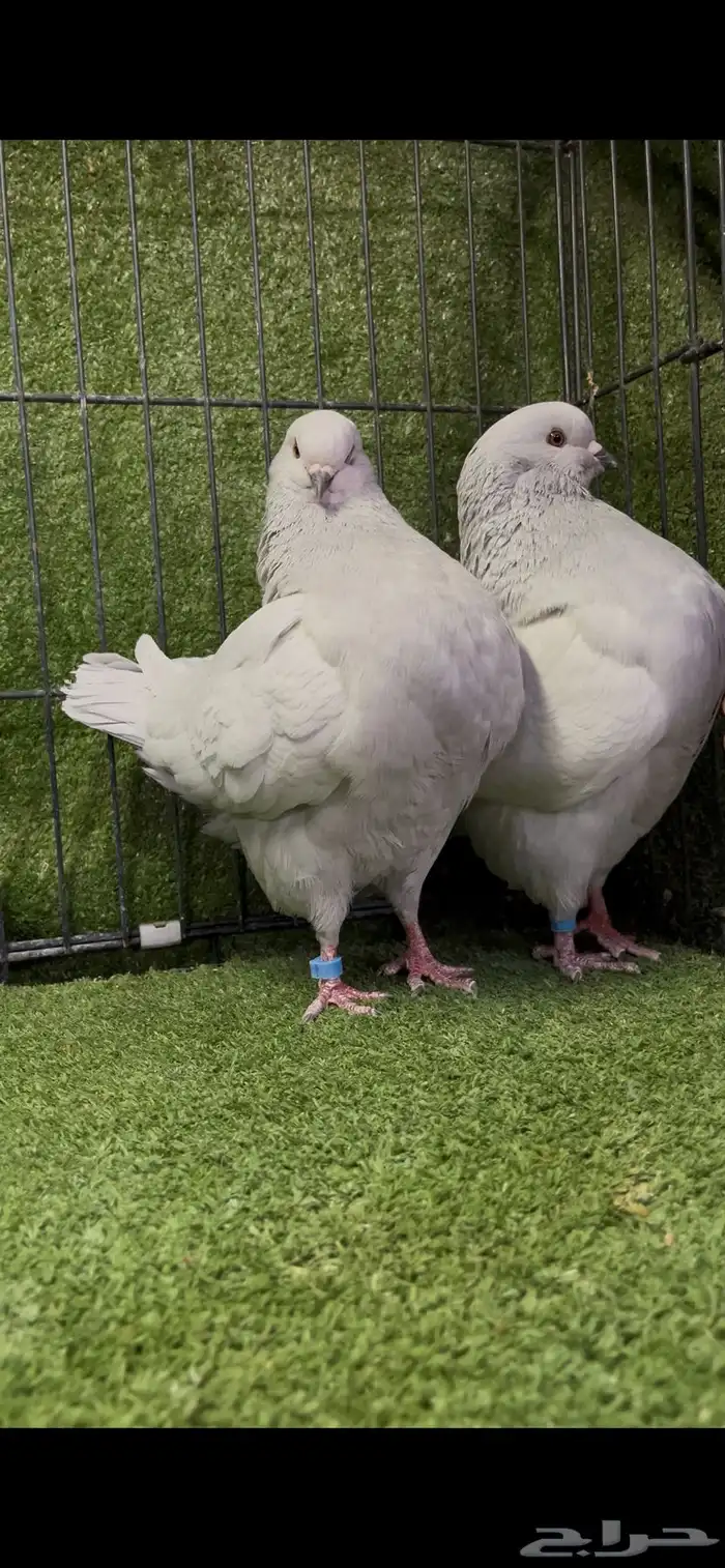 زوج كنج منتج لافندر من أجمل الألوان 2