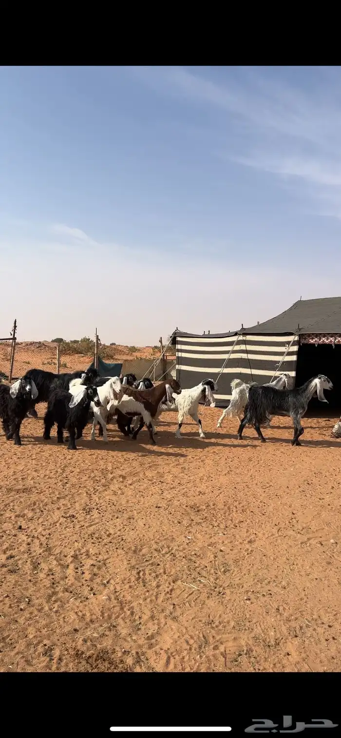 جفار وتيس مقاني 0