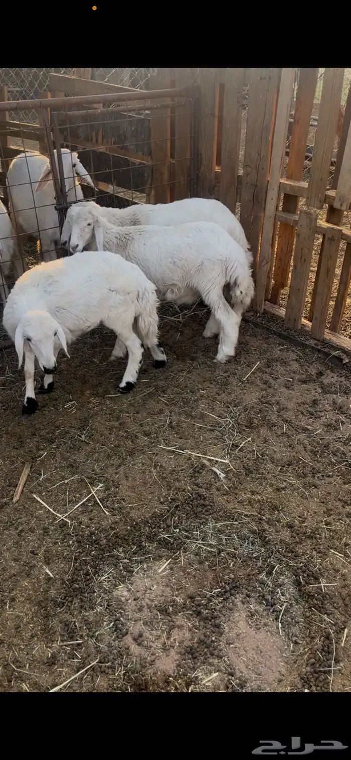 للبيع خروف و رخلين 1