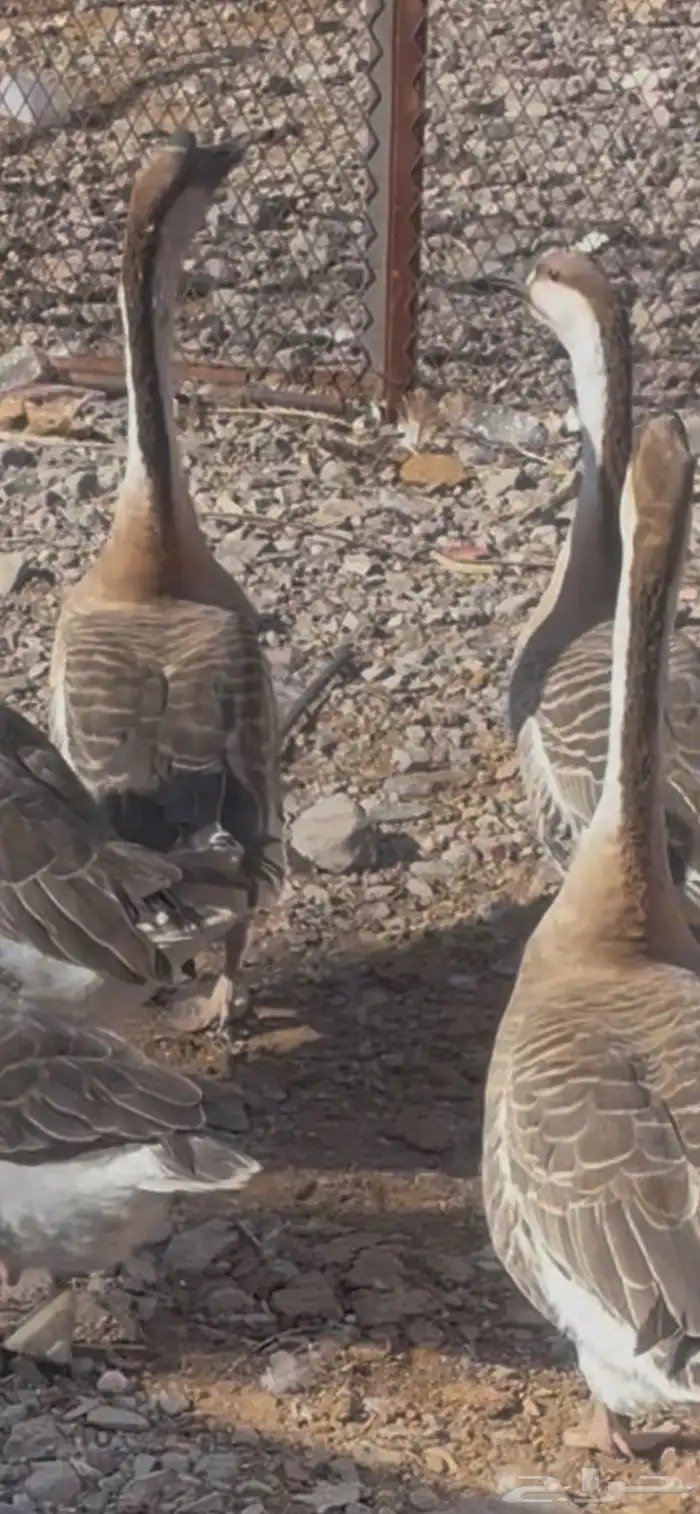 وز عراقي ( ذكور ) 1