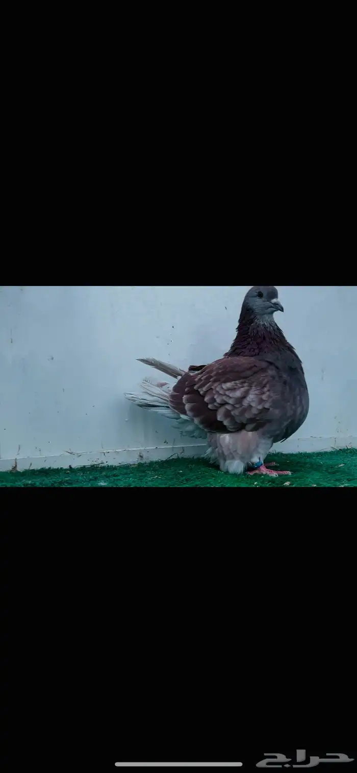 فحل فرش حامل كريمي 0