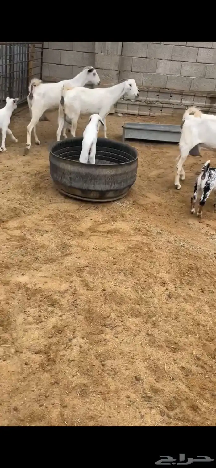 بيشيات فواخر 0