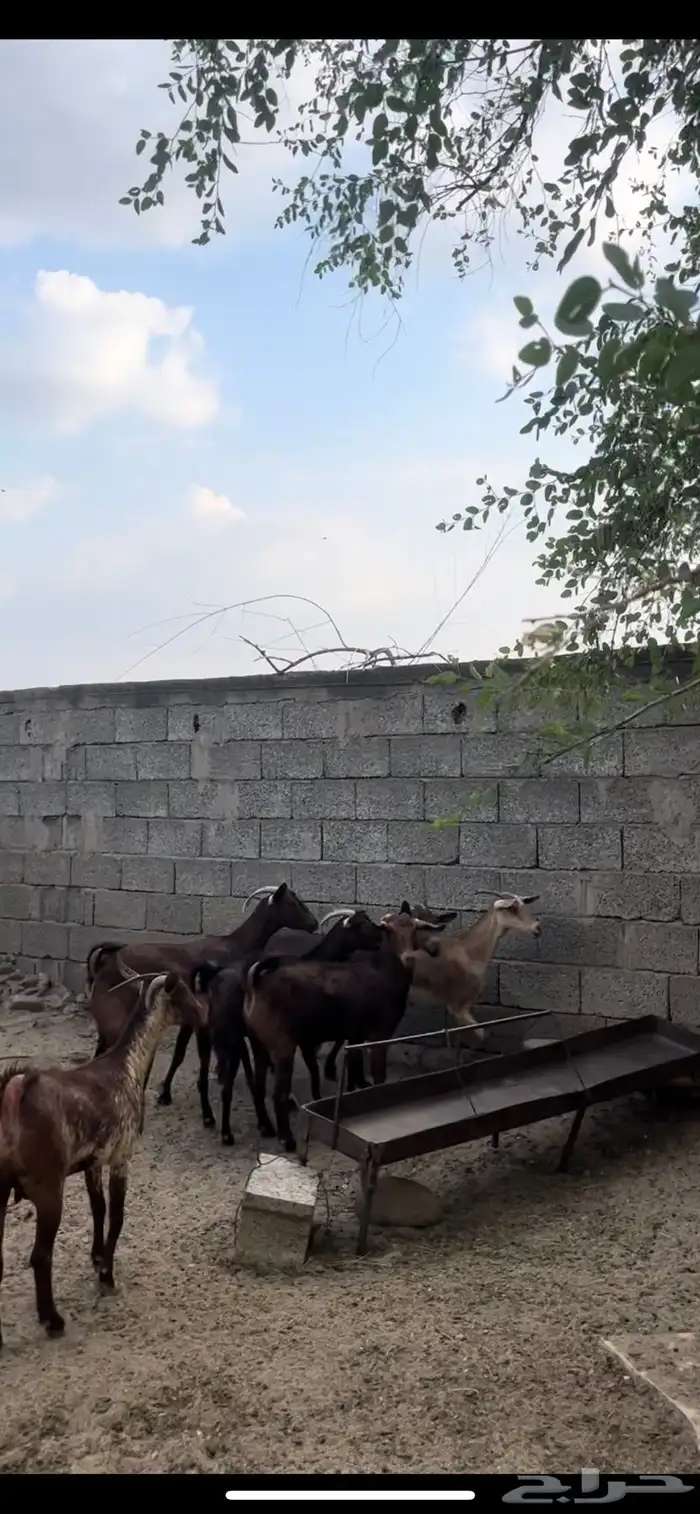 غنم دهم. معزا دهم 1