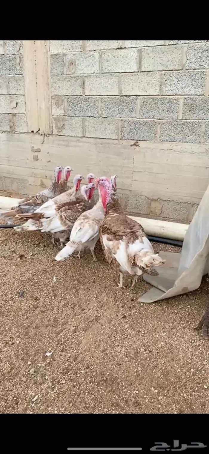 دجاج رومي اكريمي 1