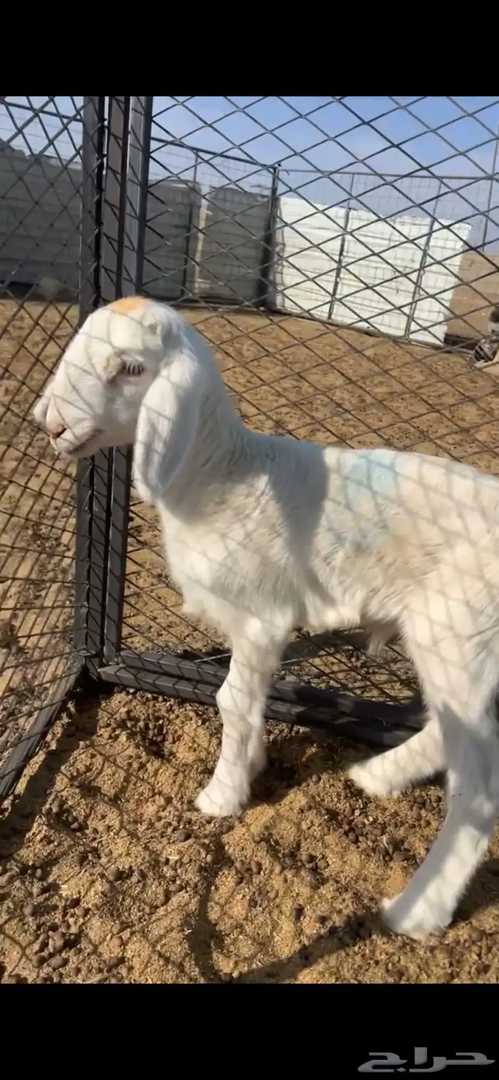 طلي داغور ويصلح فحل 1