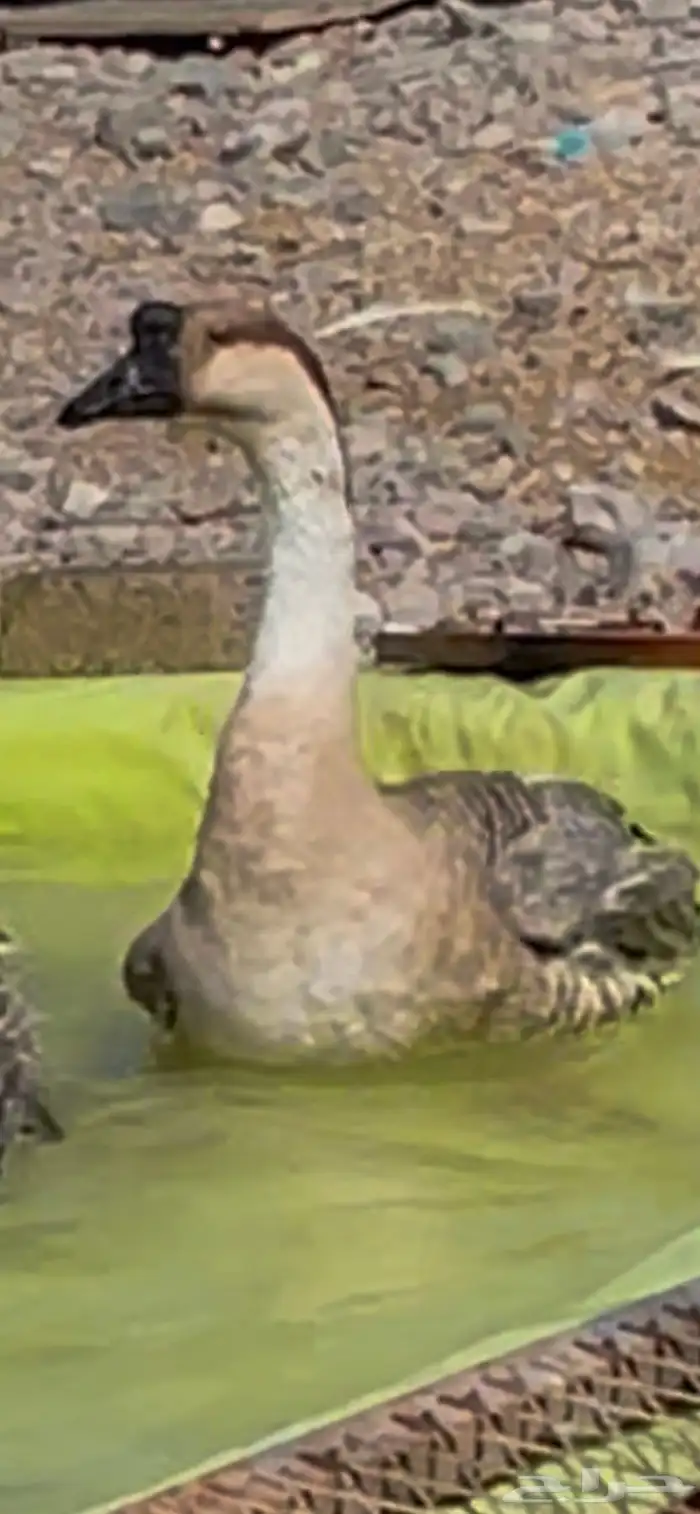 وز عراقي ( ذكور ) 6