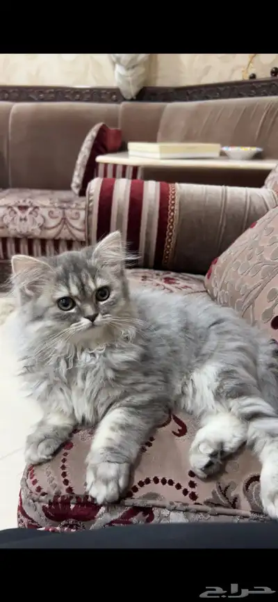 قطة أنثى للبيع   مكس شيرازي باندا index