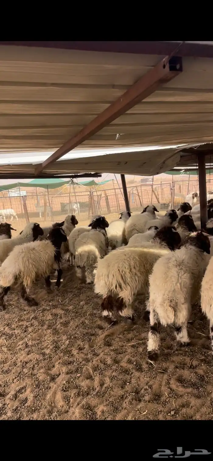 هرافى نعيم كلش خروف 2