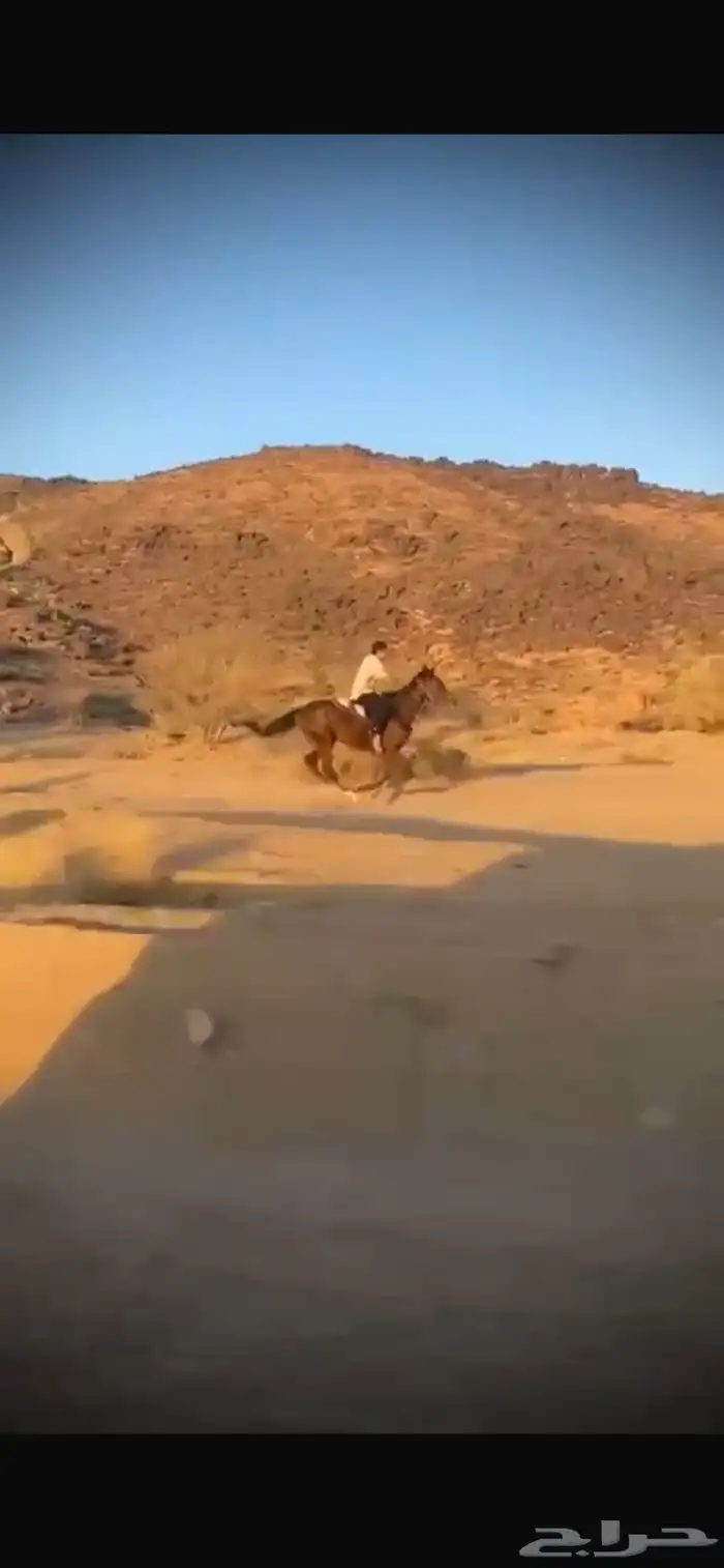 حصان للبيع 1