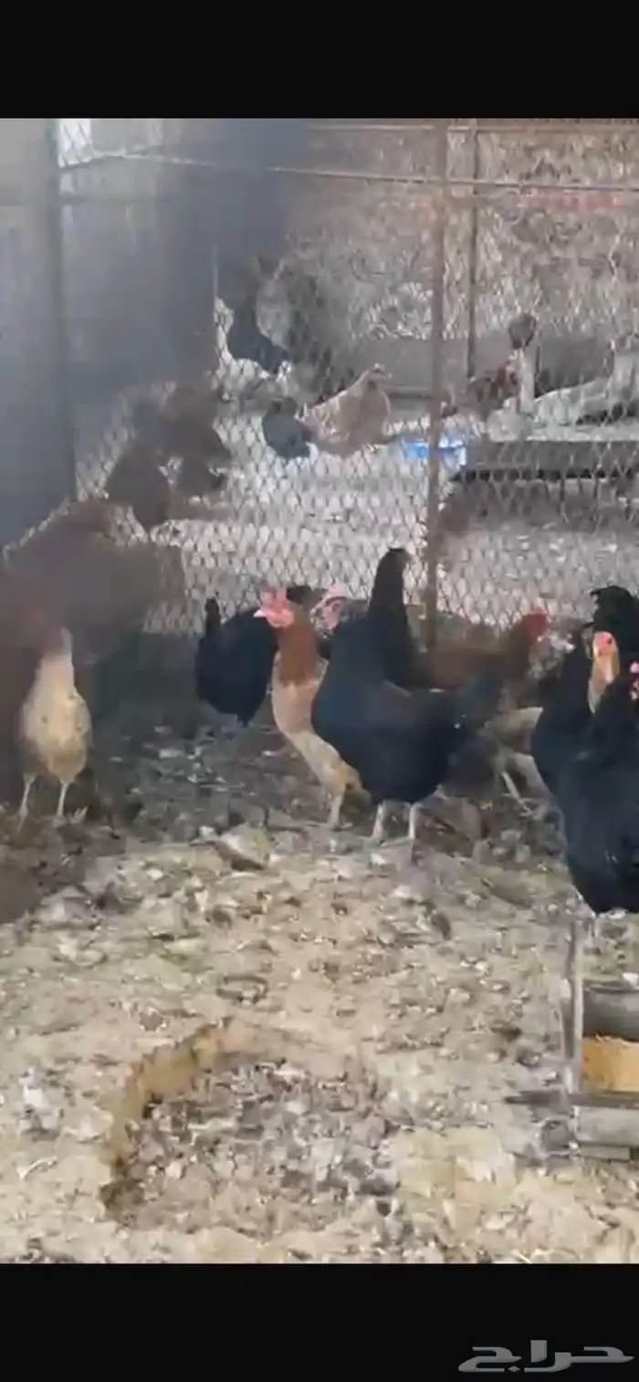 يوجد دجاج مفرخ ودجاج بياض حضان بلدي 5