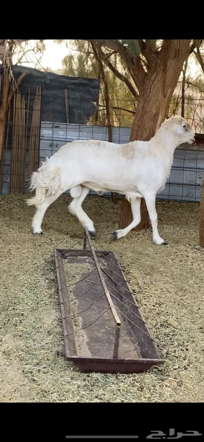 فحل حري صنف 1