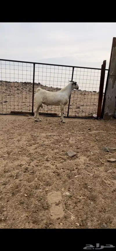 تيس بيشي صنف الصنف منوة القناي index