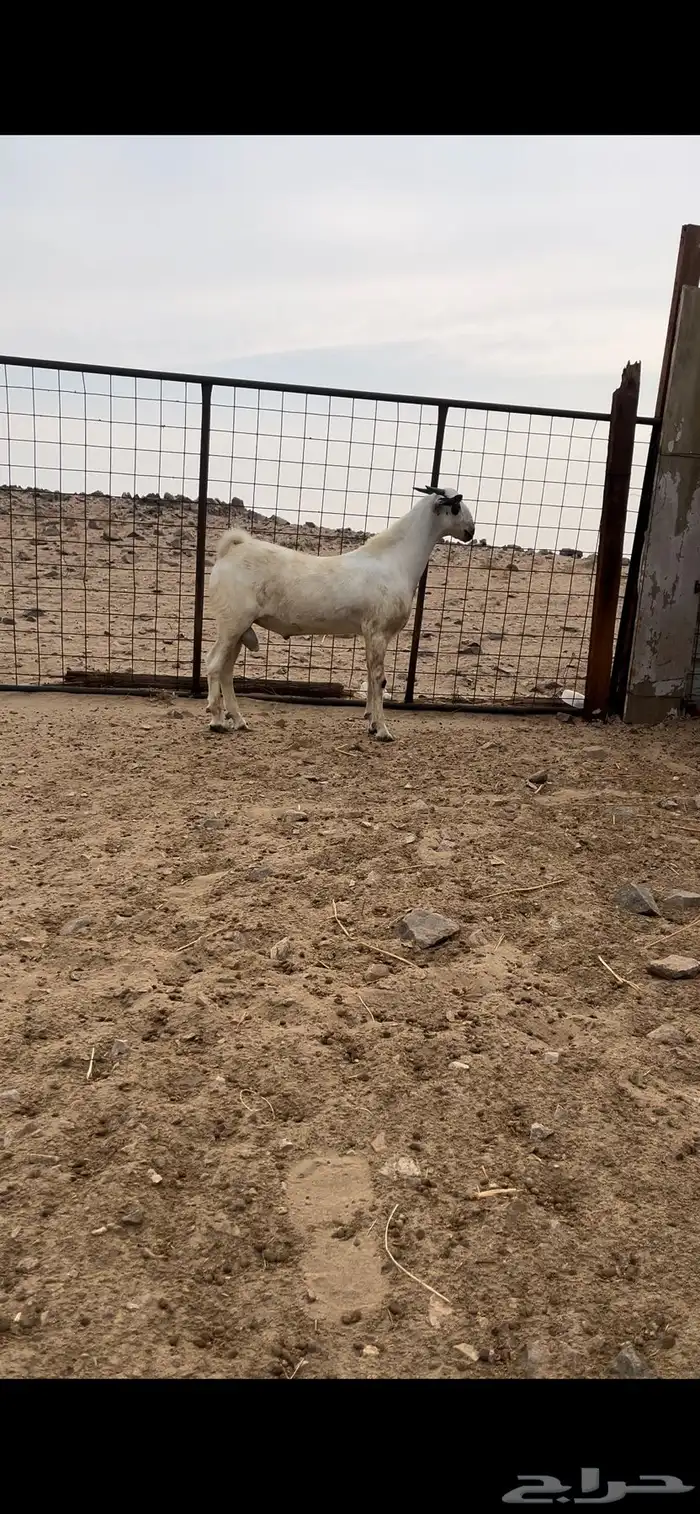 تيس بيشي صنف الصنف منوة القناي 1