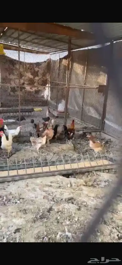 يوجد دجاج مفرخ ودجاج بياض حضان بلدي index