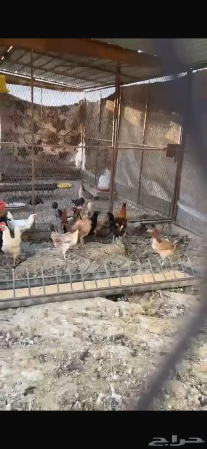 يوجد دجاج مفرخ ودجاج بياض حضان بلدي 1