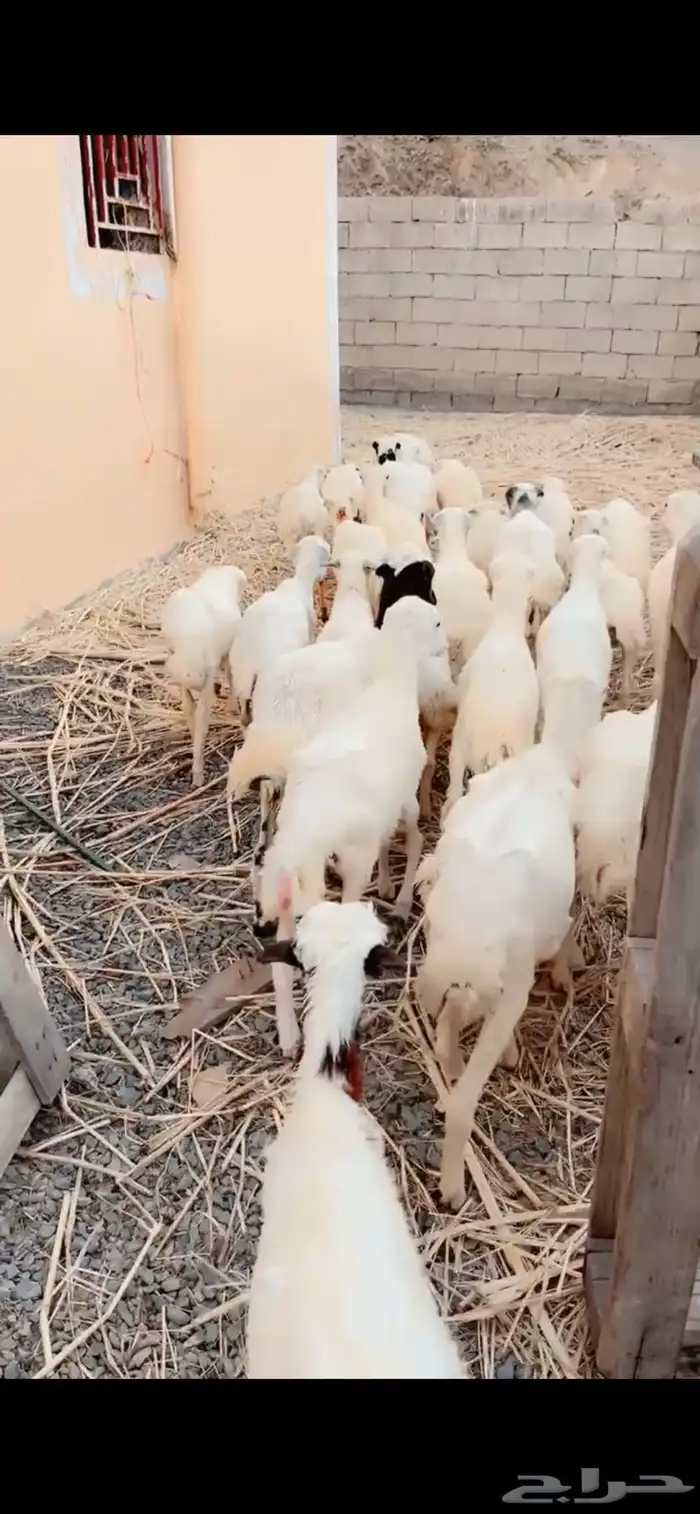 رخال رفيدية محايل عسير 3