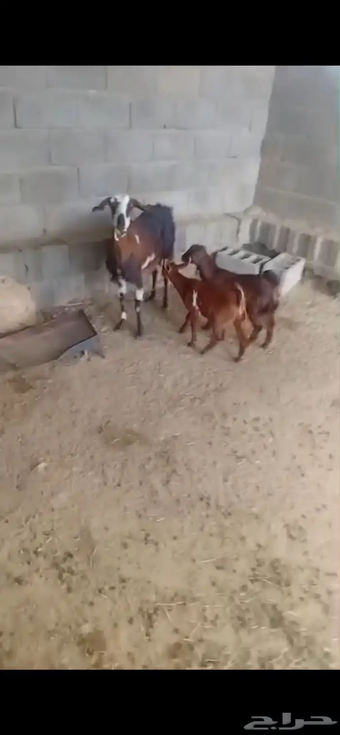 معزا متابيع 0