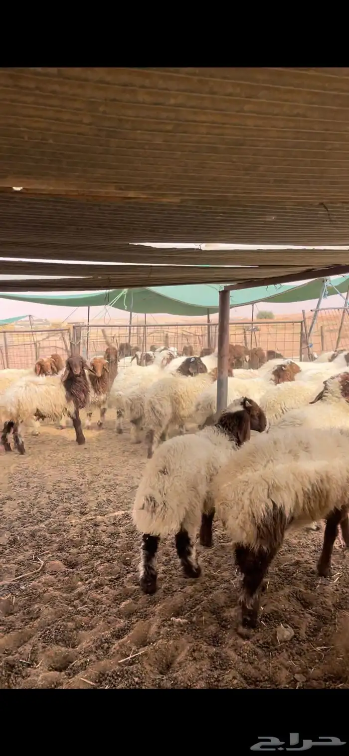 هرافى نعيم كلش خروف 0