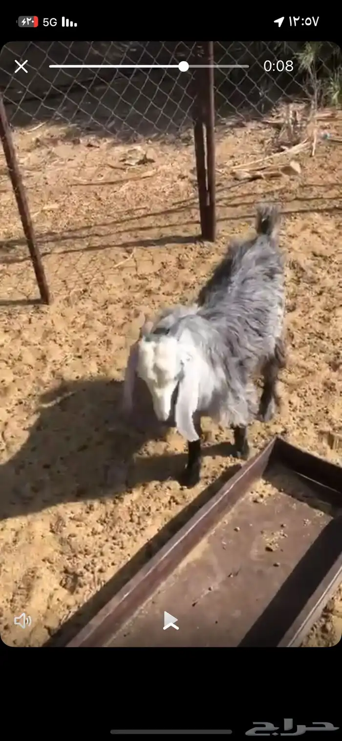 خرفان اثنين نجديات ومعهن تيس 1