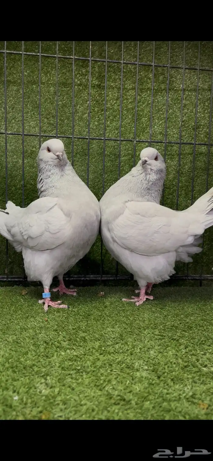 زوج كنج منتج لافندر من أجمل الألوان 0