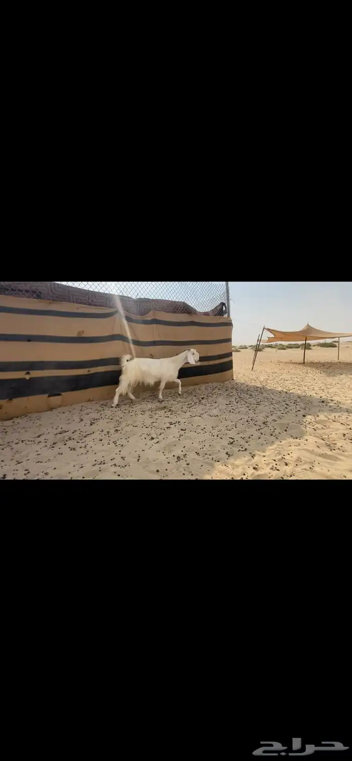 عنز شاميه حليب 2