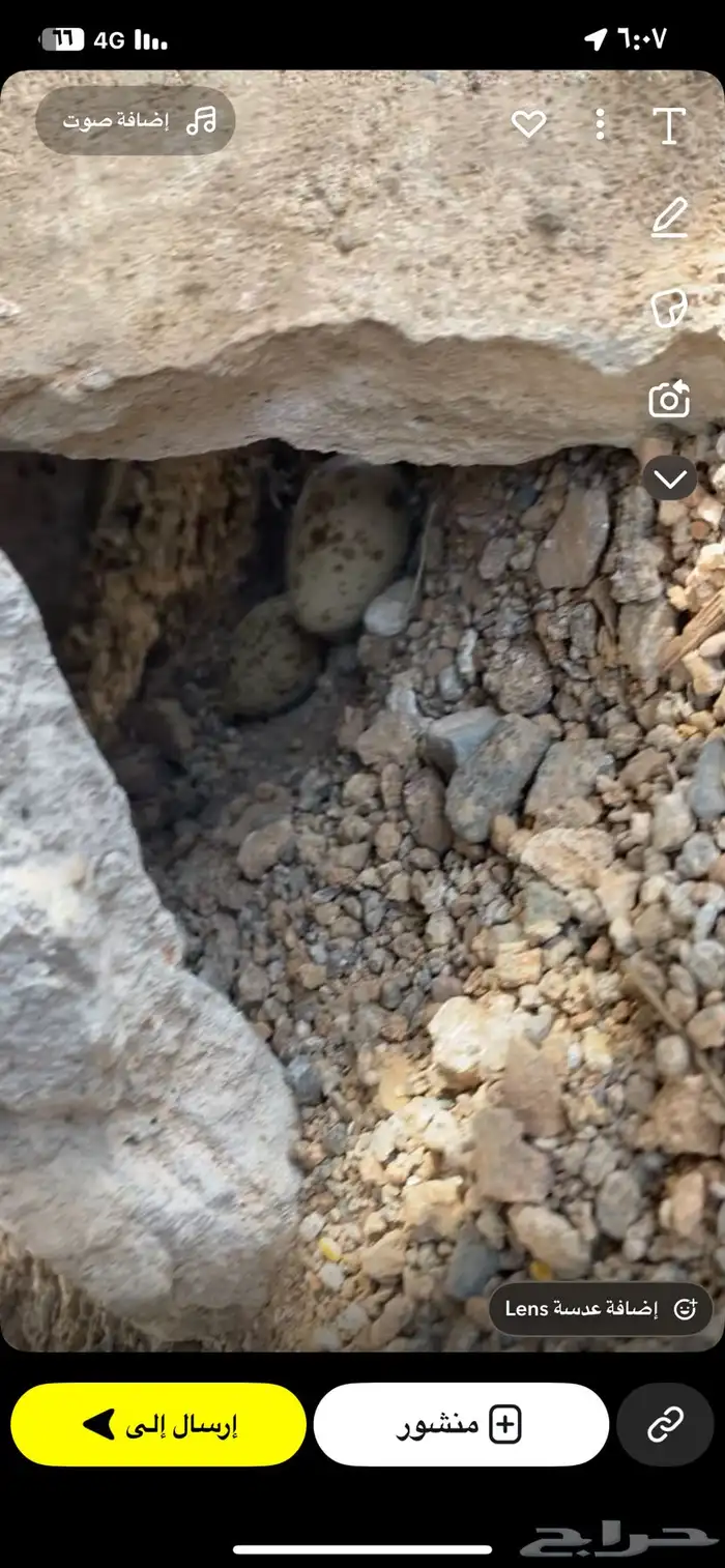 قطا وذكر شنير 2