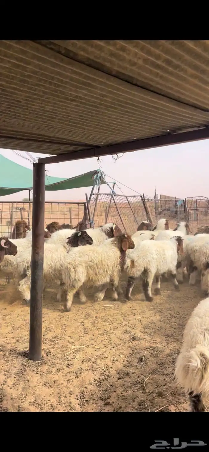 هرافى نعيم كلش خروف 1