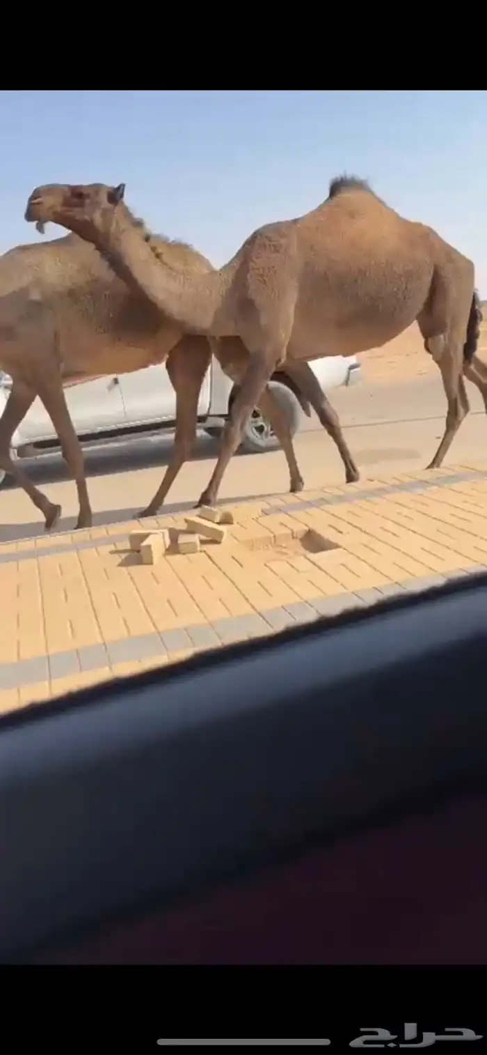 بكار كفو صفر 1