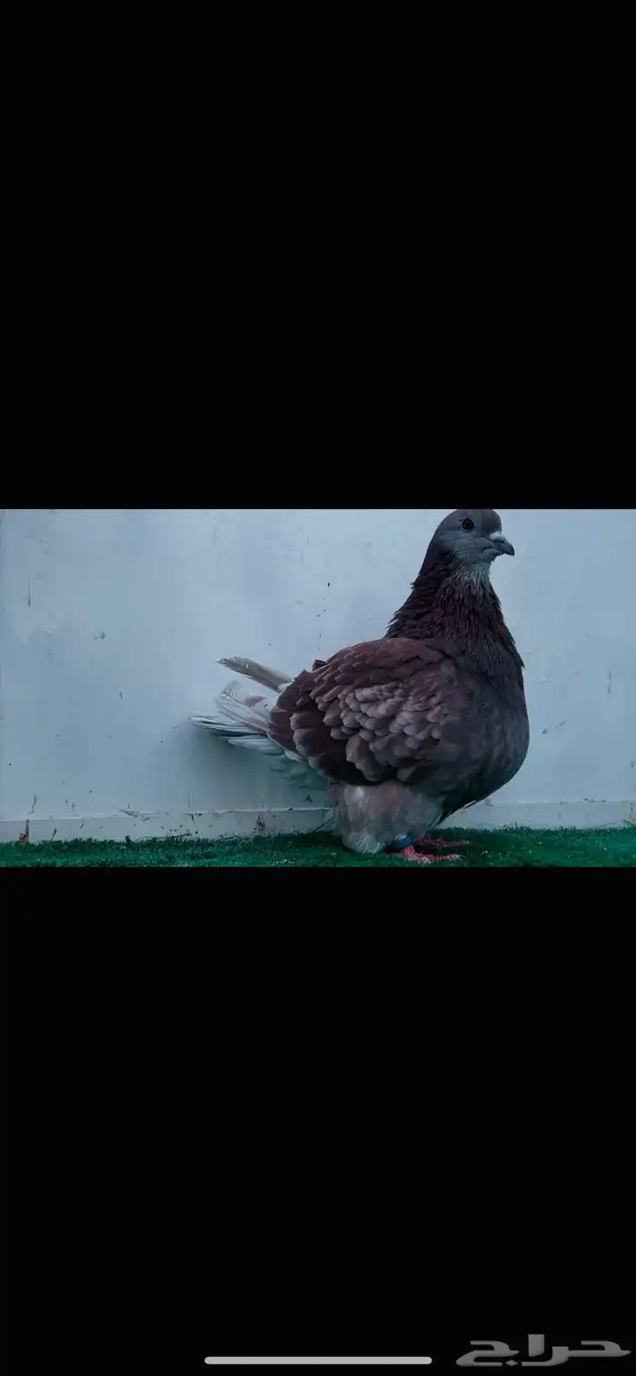 فحل فرش حامل كريمي 4