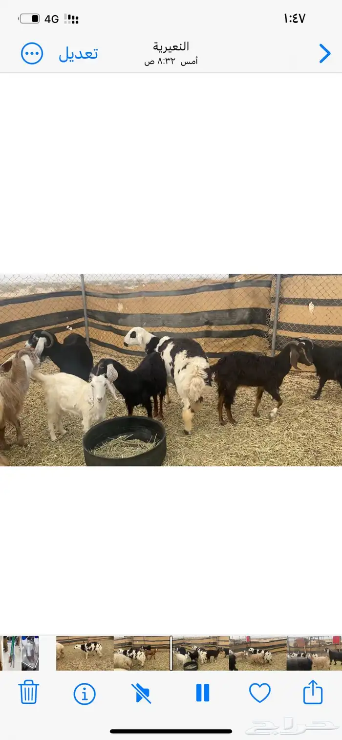 خروف على الصوبين ذبيحه وفحل 2