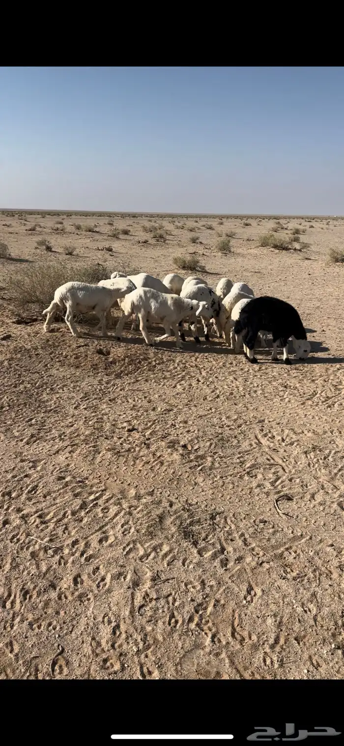 للبيع بهم طيب وأطيب من تصوير العمار3شهور البهم مراح واحد 0