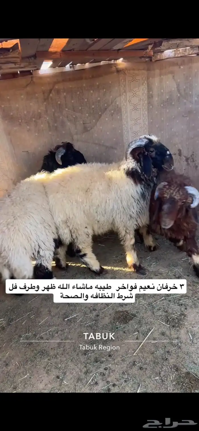 خرفان نعيم جذعان 0