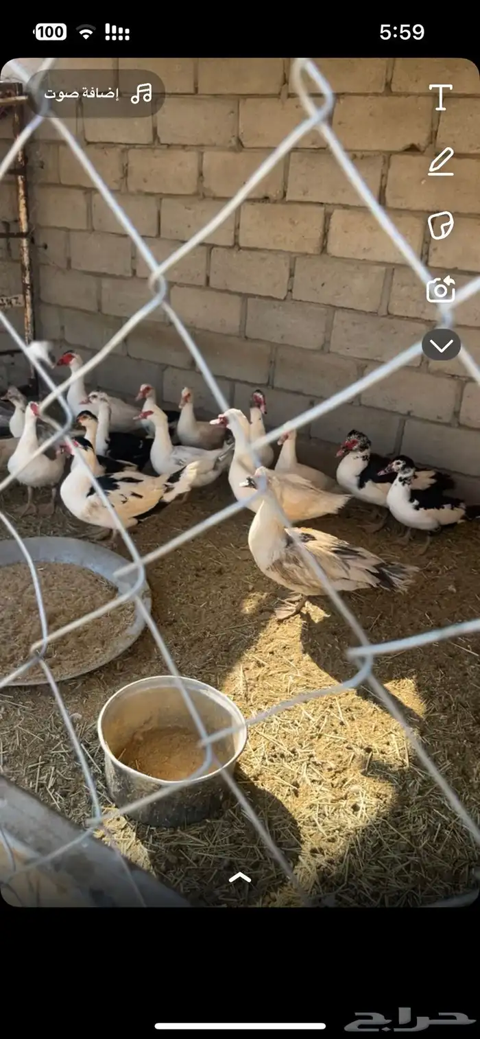 بط يرجن ويبيض 0