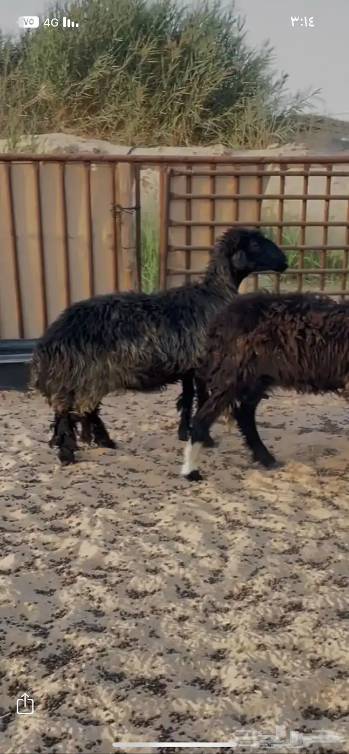 شاه حايل للبيع 0