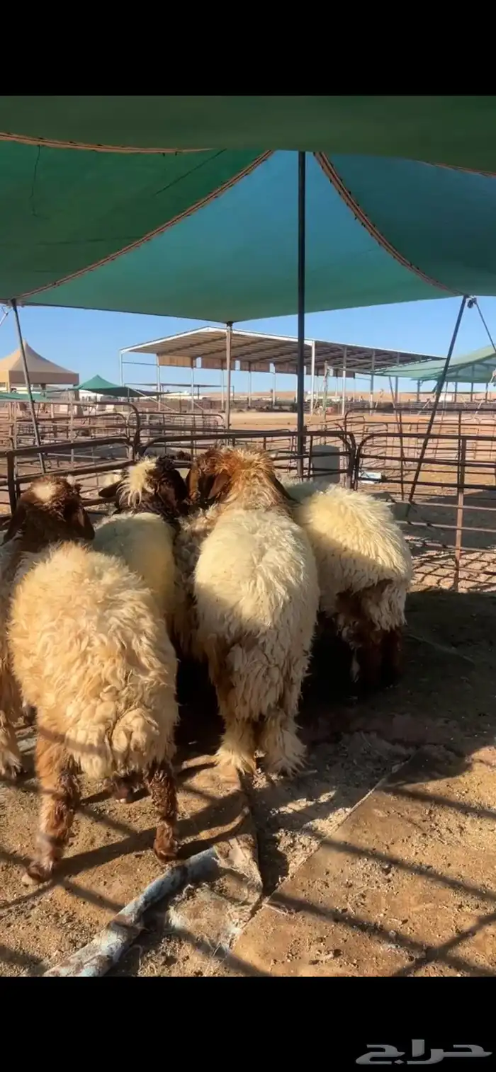 خرفان وفطايم 1