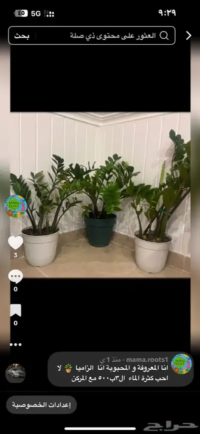 نبات داخلي واسعار جميلة index