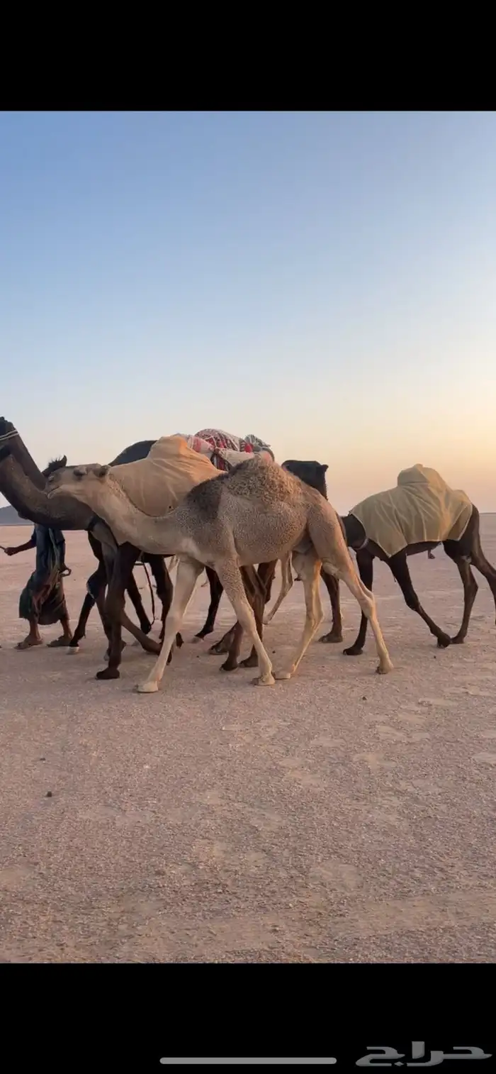 قعود باتلي طيب حمر العمر 8 شهور 0