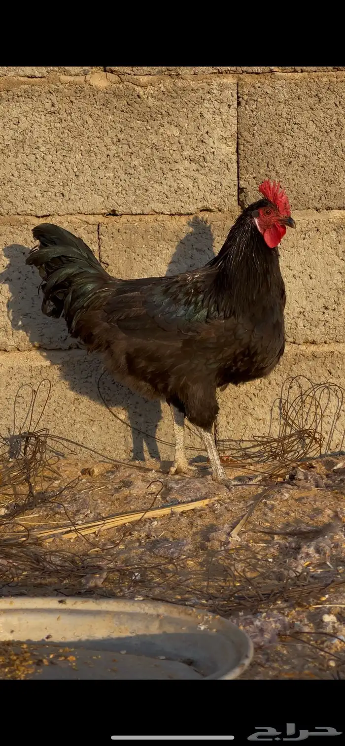 ديك اسود صك 2